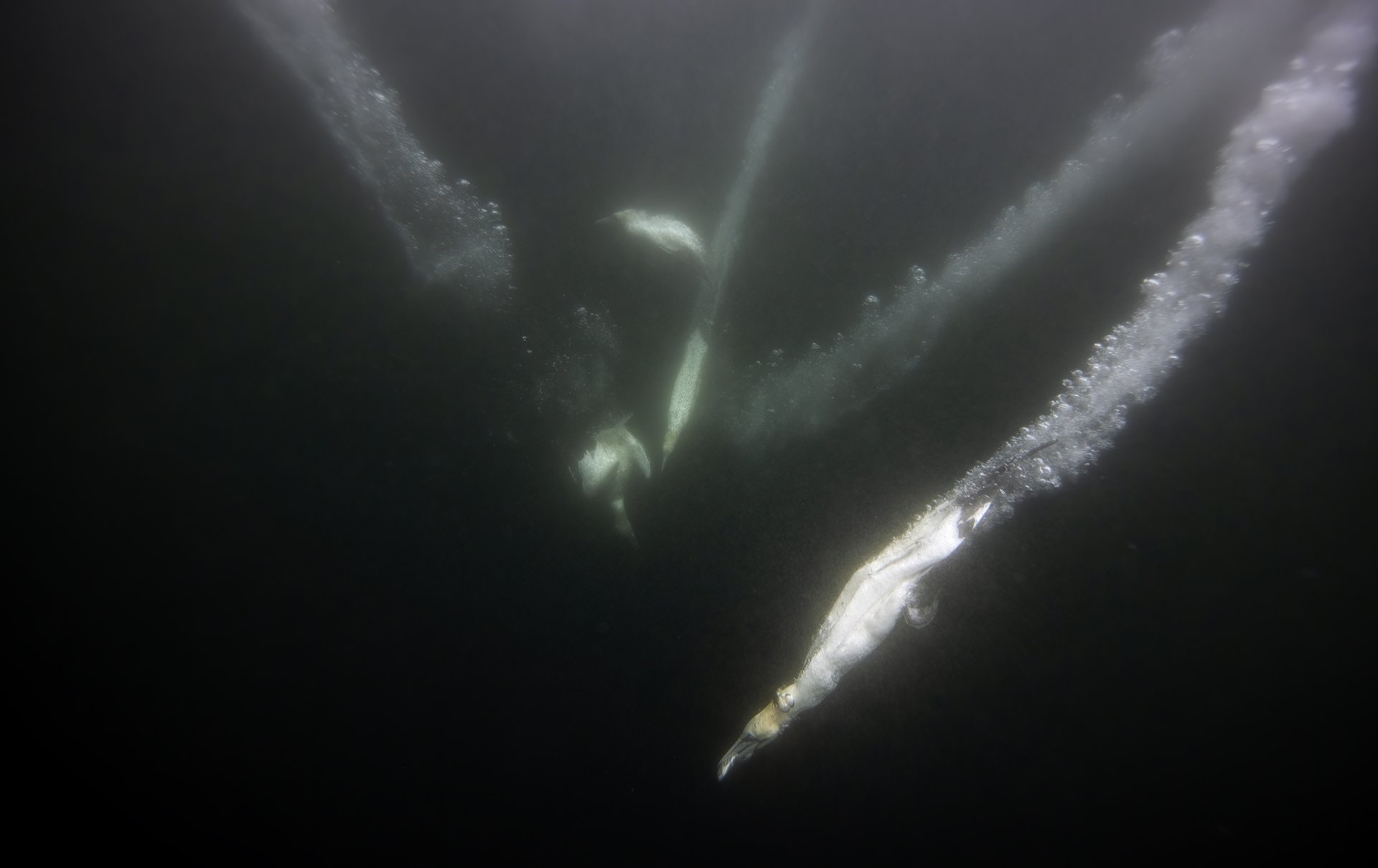 Northern gannets diving at Bass Rock